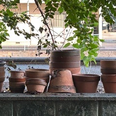 【急募‼️】バラの苗木　植木鉢　鉢植えの木の画像