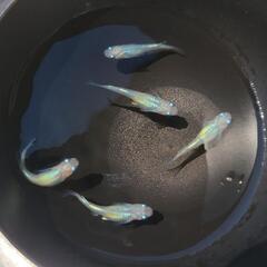 メダカ　しずく5匹セットの画像