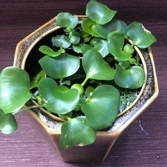 めだか鉢　メダカ鉢　火鉢　水草付きの画像