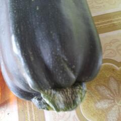 ズッキーニ🥒　変形の画像