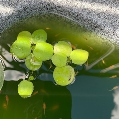 メダカ 楊貴妃 稚魚 7匹＋水草（アマゾンフロッグビット）の画像