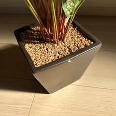 【決まりました】ニトリ フェイク観葉植物の画像