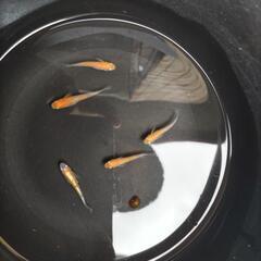 3色錦メダカの画像