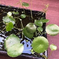 めだか　稚魚　針子飼育　水盤　水草付きの画像