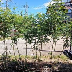 シマトネリコ１株　高さ約２mの画像