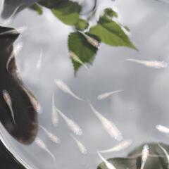 王華メダカの画像