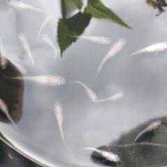 王華メダカの画像