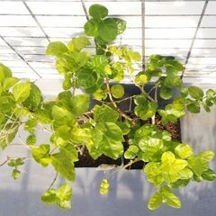 ❤️🌼ジャスミン(マツリカ)2鉢セット(八重&一重咲き)🌼❤️茉莉花・ガーデニング・園芸・植物・苗・栽培・花・緑・香りのある植物の画像