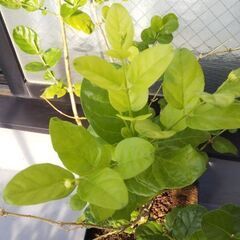 ❤️🌼ジャスミン(マツリカ)2鉢セット(八重&一重咲き)🌼❤️茉莉花・ガーデニング・園芸・植物・苗・栽培・花・緑・香りのある植物の画像