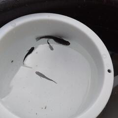 めだか　屋外飼育　強く健康　メダカの画像