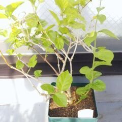 ❤️🌼ジャスミン(マツリカ)2鉢セット(八重&一重咲き)🌼❤️茉莉花・ガーデニング・園芸・植物・苗・栽培・花・緑・香りのある植物の画像
