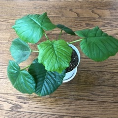 観葉植物🪴ウンベラータの画像