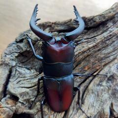 大型ノコギリクワガタ♂2匹♀2匹の画像