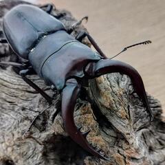 大型ノコギリクワガタ♂2匹♀2匹の画像