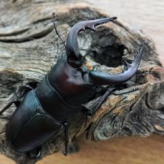 大型ノコギリクワガタ♂2匹♀2匹の画像