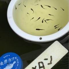 🐟メダカ・サタン 12匹の画像