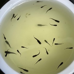 🐟メダカ・サタン 12匹の画像