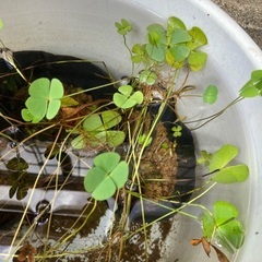 ウォータークローバー☘️デンジソウ⭐︎水生植物⭐︎水草⭐︎ビオトープ⭐︎めだかの画像