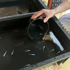 めだか屋Berry無人販売所の画像