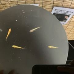 めだか屋Berry無人販売所の画像