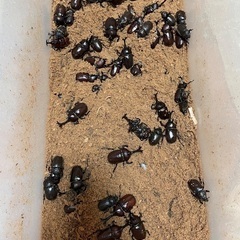 カブトムシの画像