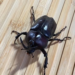 カブトムシ　オスの画像