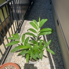 ミョウガ　茗荷　植木鉢の画像