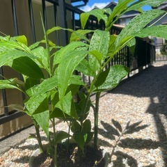 ミョウガ　茗荷　植木鉢の画像