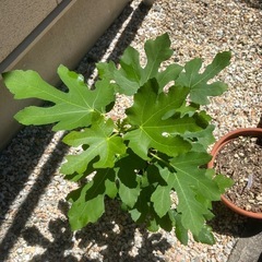 白イチジク　バナーネ　2年目鉢植えの画像