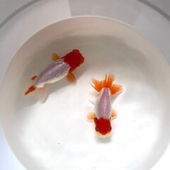 愛媛血統らんちゅう 色濃いめ 更紗☆四つ尾 太身 フンタン尾型も良く ペアの画像