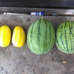 🍈もぎたて新鮮スイカ🍉などの画像