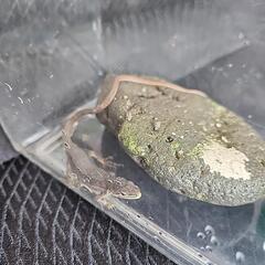 決定済み【急募】ニホンカナヘビ？の画像