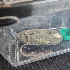 決定済み【急募】ニホンカナヘビ？の画像