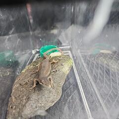 決定済み【急募】ニホンカナヘビ？の画像