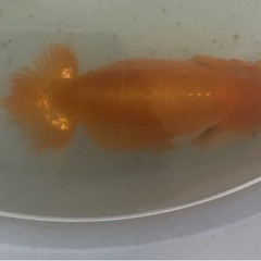 らんちゅう 優良系統 当歳 大きめサイズ の画像