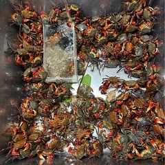 クワガタ    カブトムシ   カニ         の画像