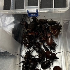 クワガタ    カブトムシ   カニ         の画像