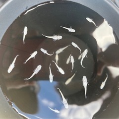 メダカ　ホワイトタイガーダイヤ　1匹1000円の画像