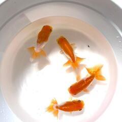 愛媛血統らんちゅう 色濃いめ 更紗☆四つ尾 太身 フンタン尾型も良く4尾の画像