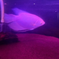 ゴールデンオスフログラミー【熱帯魚・水槽】の画像