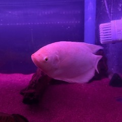 ゴールデンオスフログラミー【熱帯魚・水槽】の画像