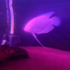 ゴールデンオスフログラミー【熱帯魚・水槽】の画像