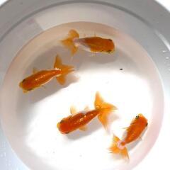 愛媛血統らんちゅう 色濃いめ 更紗☆四つ尾 太身 フンタン尾型も良く4尾の画像