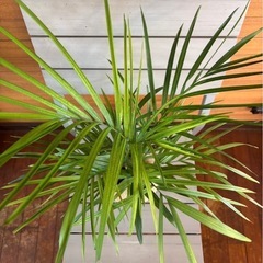 ケンチャヤシの画像