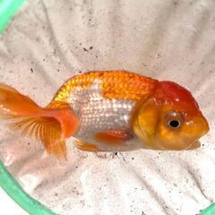 愛媛血統らんちゅう 色濃いめ 更紗☆四つ尾 太身 フンタン尾型も良く4尾の画像