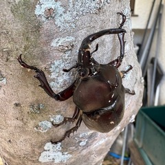 カブトムシの画像