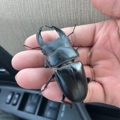 オオクワガタ♂72mmの画像