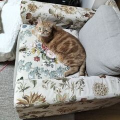 一人用ソファ　座り心地抜群の画像