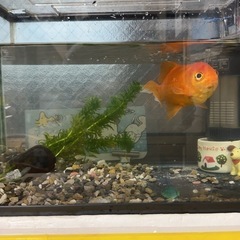 ★水槽 金魚飼育グッズのおまけ付きの画像