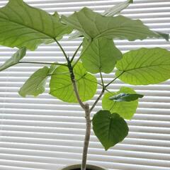 ◼️フィカスウンベラータ◼️60センチ　観葉植物の画像